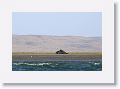 Day4-PM-GuerroNegro - 129 * An ex-Gray Whale. * An ex-Gray Whale.